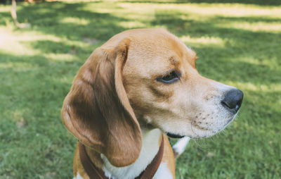 Close-up of dog looking away on field