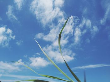 Low angle view of plants against blue sky