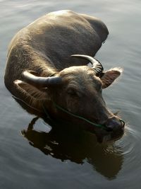 High angle view of a duck in lake