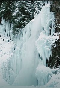 Snow covered land and trees