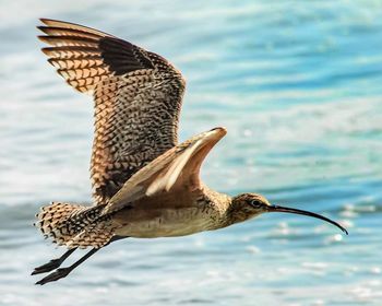 Whimbrel bird flying over sea