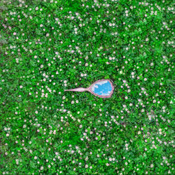 High angle view of flowering plants in field