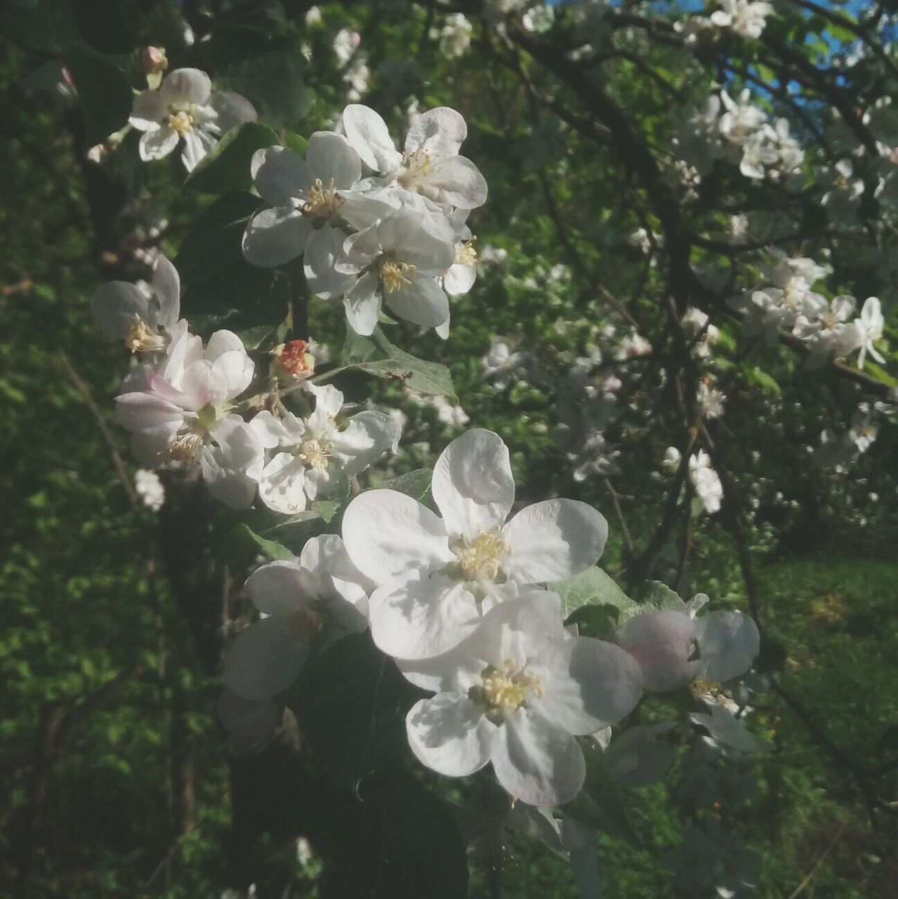 WHITE FLOWERS BLOOMING OUTDOORS