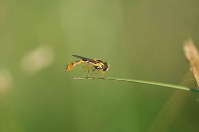 Close-up of insect on plant