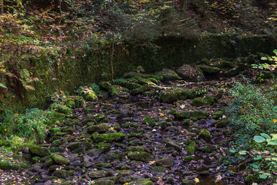 Plants growing in forest