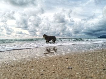 Horse in the sea