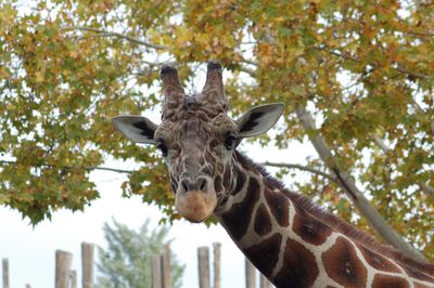 Portrait of giraffe in zoo