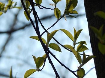 Close-up low angle view of leaves