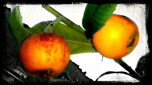 Close-up of orange fruit