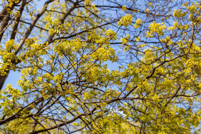 Maple branches with leaves and flowers against blue sky