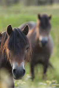 Portrait of horse on field