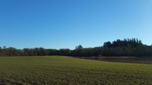 Scenic view of field against clear blue sky