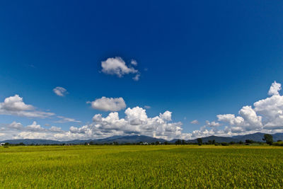 Scenic view of oilseed rape field against blue sky