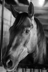 Close-up portrait of horse in stable