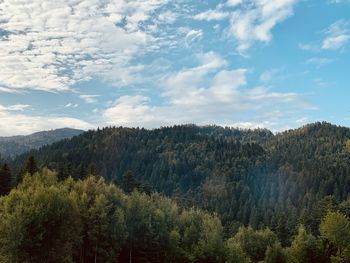 Scenic view of forest against sky