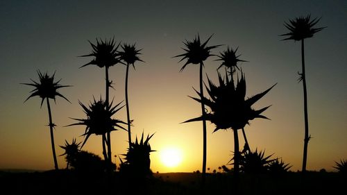 Silhouette palm trees at sunset