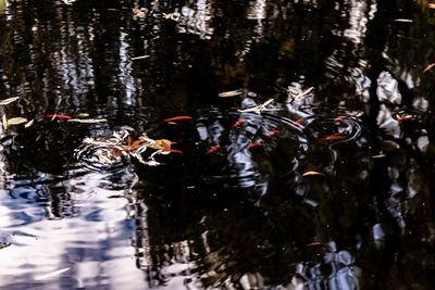 Birds swimming in lake
