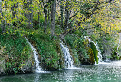 Scenic view of waterfall in forest