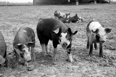 Pigs standing in a field