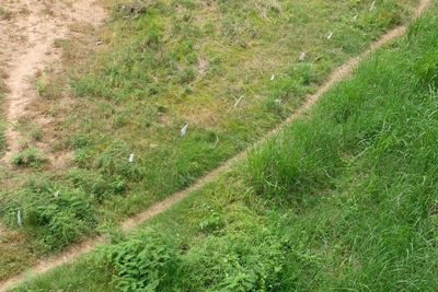 High angle view of field