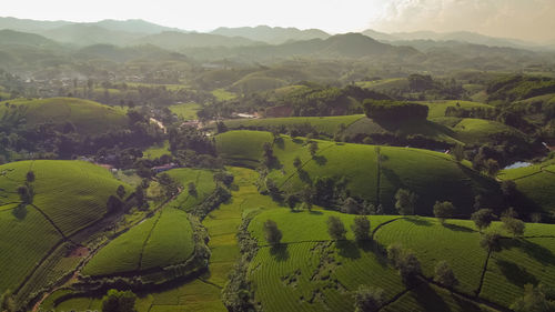Tea hills, farmers collecting tea agricultural fields at long coc, tan son, phu tho, vietnam