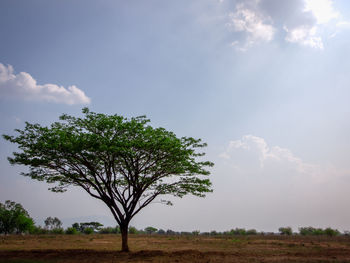 Tree on field against sky