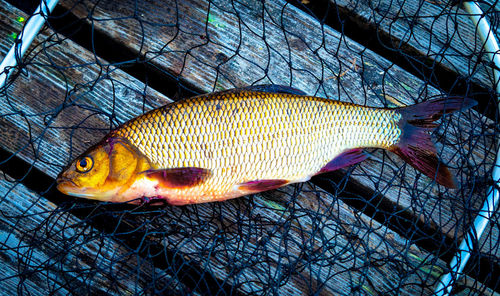 Close-up of fish swimming in water