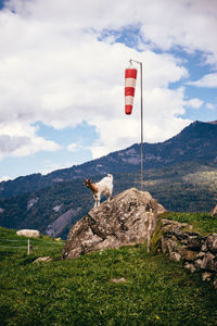 View of goat on rock against sky