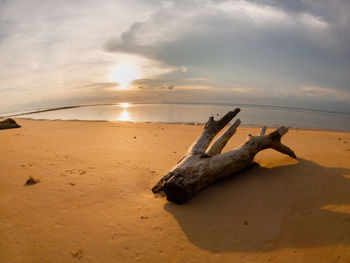 Driftwood on sand at beach against sky during sunset