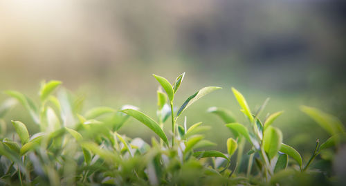 Close-up of crops growing on field