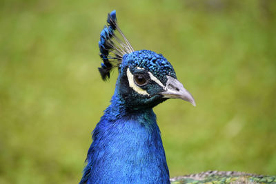 Close-up of peacock