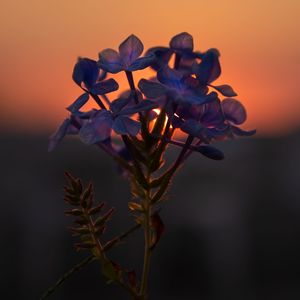 Close-up of purple flowering plant against sky at sunset