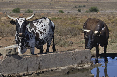 Cow standing in a water
