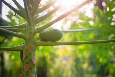 Close-up of fruit growing on tree