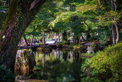 Trees in park