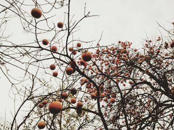 Low angle view of fruits on tree against sky