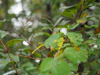 Close-up of wet plant leaves