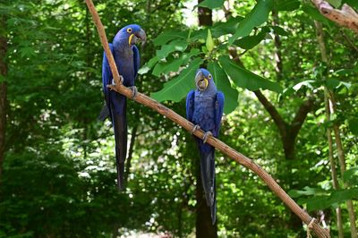 View of two birds on tree