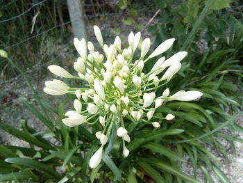 Close-up of white flowers blooming in spring