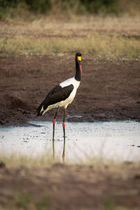 Female saddle-billed stork fishes in stagnant waterhole