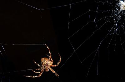 Close-up of spider on web at night