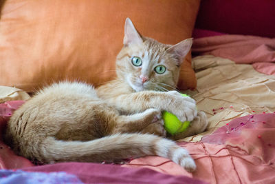 Portrait of cat lying down on bed