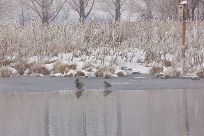 Swan swimming in lake during winter