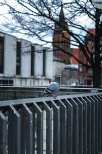 Bird perching on railing of building