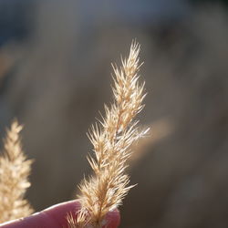 Close-up of flower on field against sky