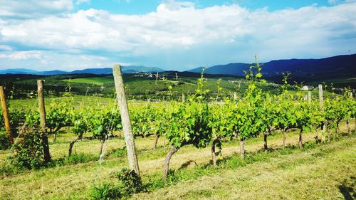 Scenic view of vineyard against sky