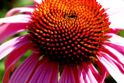 Close-up of red flower