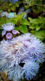 Close-up of purple flowers