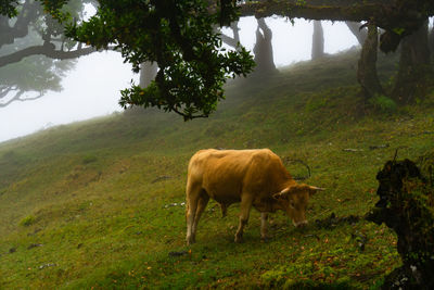 Sheep grazing in a field