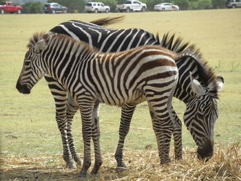 Zebras in a field